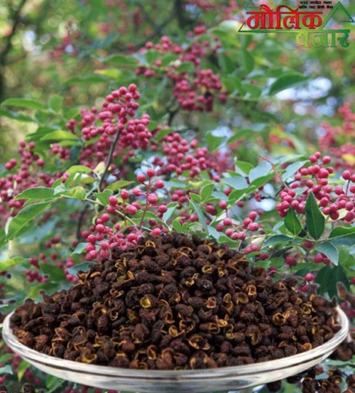 Taichin Chiura